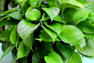 家裡光線不好，這8種植物不需要陽光，非常適合室內養護