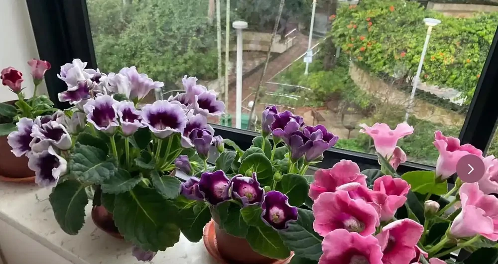 7種花太好養,客廳不見光,一樣長的旺,又美又高檔!