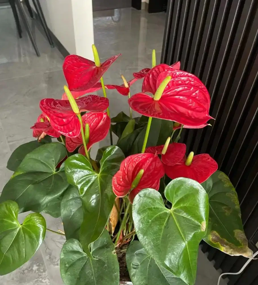 7種花太好養,客廳不見光,一樣長的旺,又美又高檔!