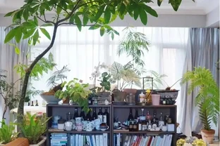 7種花太好養，客廳不見光，一樣長的旺，又美又高檔！