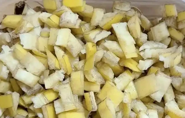 君子蘭最愛的3種天然肥料,1個月用1次,葉片油亮,花朵豔麗!