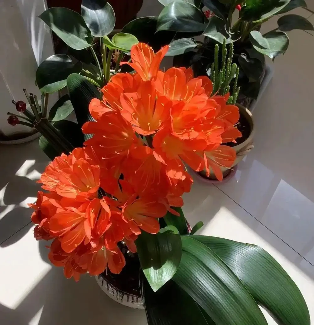 君子蘭最愛吃的3種天然肥料,2周1次,葉片油亮,花朵鮮豔!