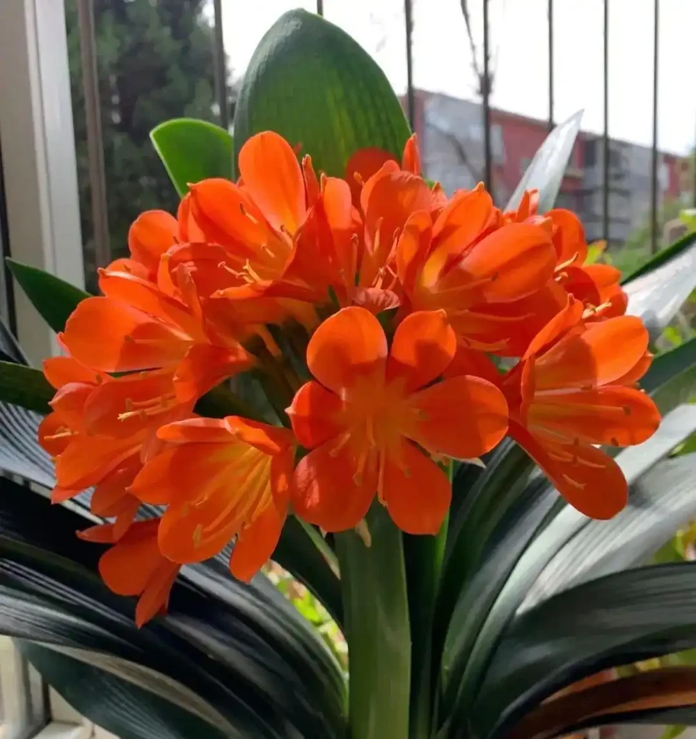 君子蘭最愛吃的3種天然肥料,2周1次,葉片油亮,花朵鮮豔!