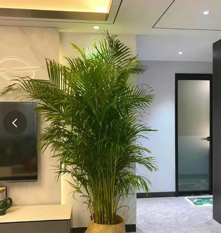 大葉「招大財」!客廳養7種大葉花,吉祥,高檔,健康!