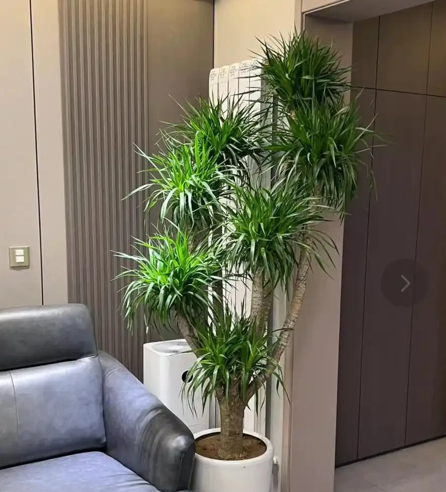 大葉「招大財」!客廳養7種大葉花,吉祥,高檔,健康!