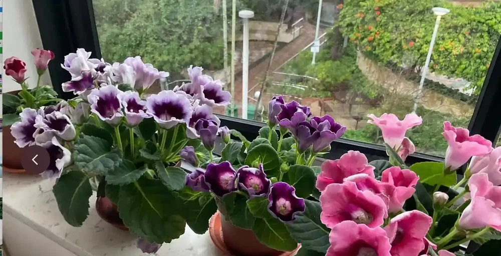 12種「陰性花」不喜暴曬,養在客廳,沒有陽光,長的最旺!