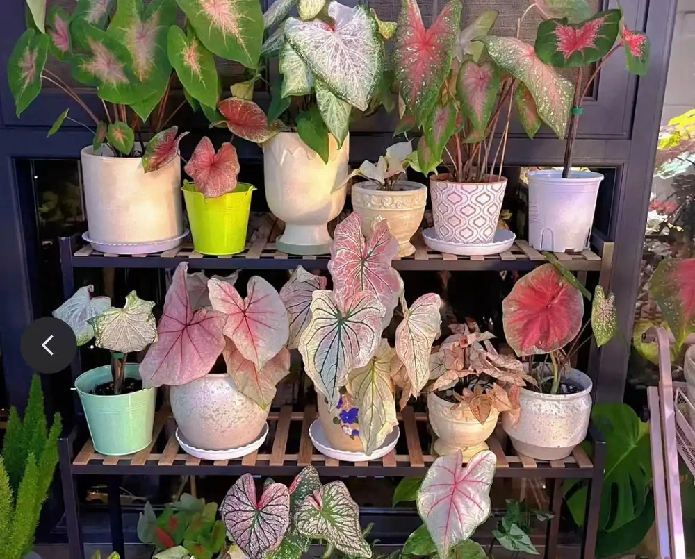 12種「陰性花」不喜暴曬,養在客廳,沒有陽光,長的最旺!