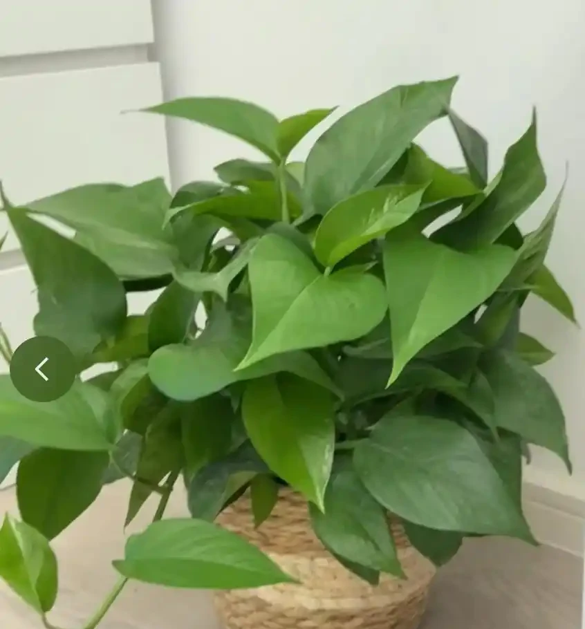 12種「陰性花」不喜暴曬,養在客廳,沒有陽光,長的最旺!
