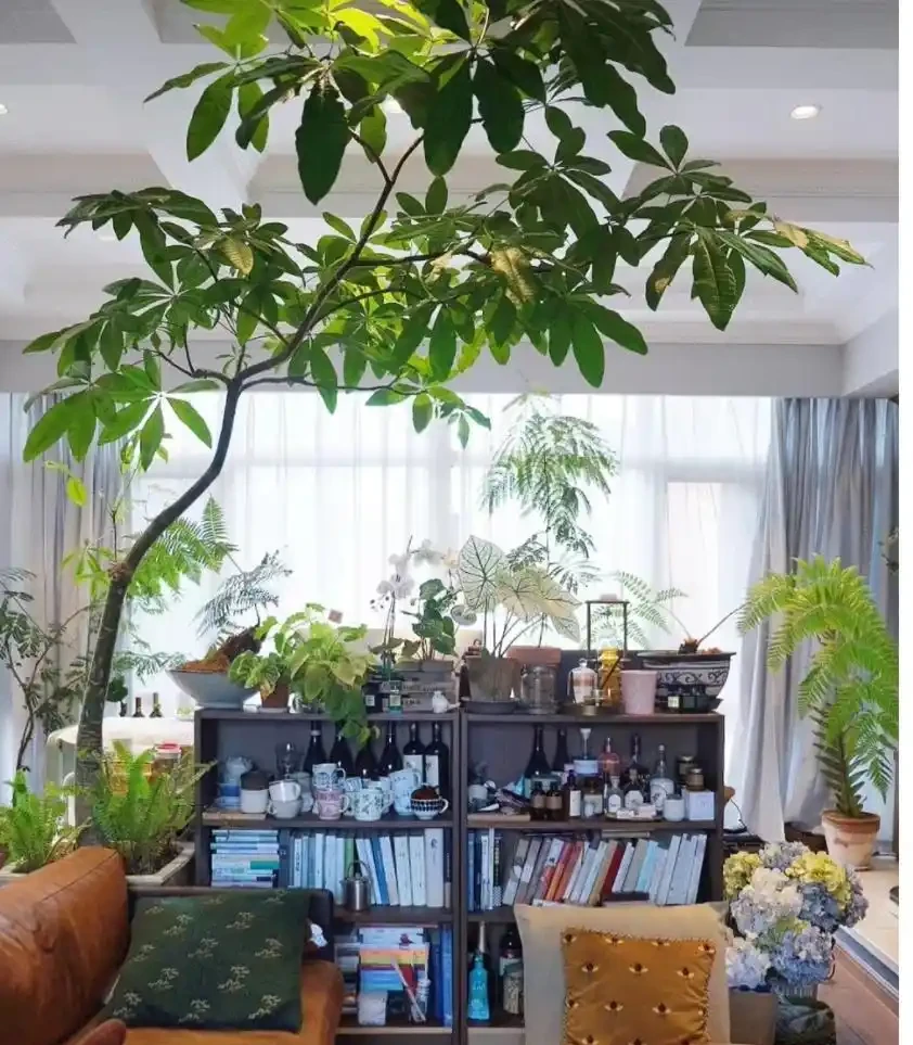12種「陰性花」不喜暴曬,養在客廳,沒有陽光,長的最旺!
