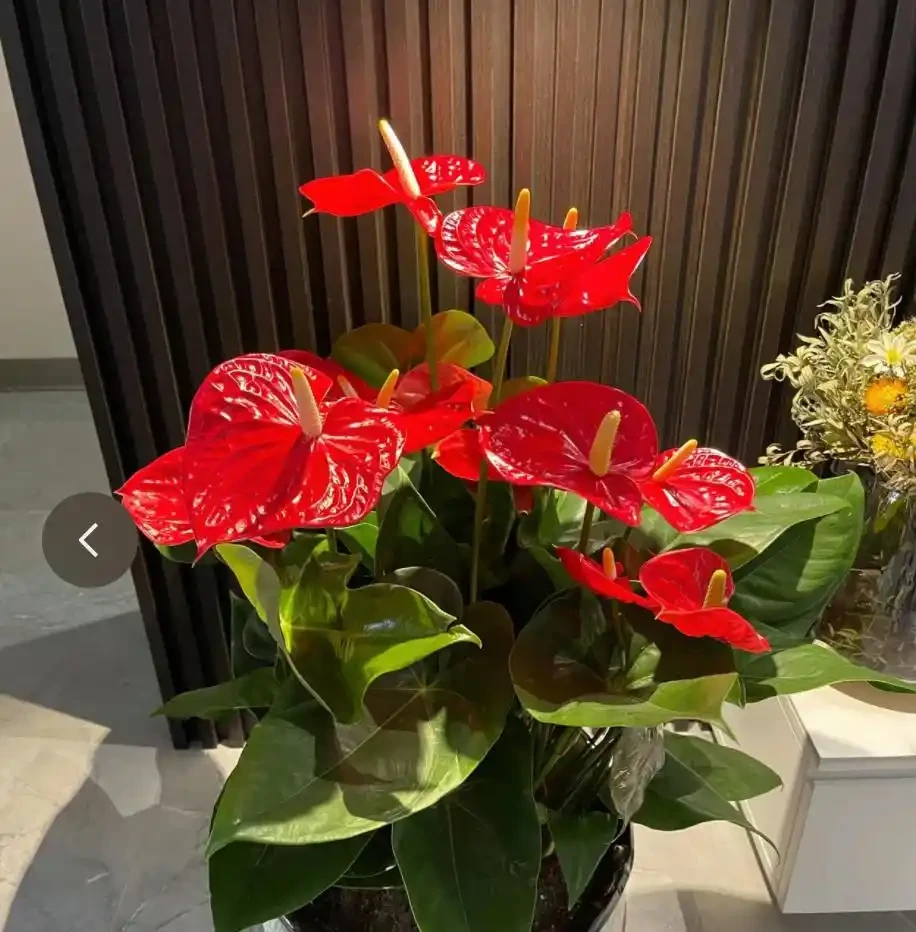 12種「陰性花」不喜暴曬,養在客廳,沒有陽光,長的最旺!
