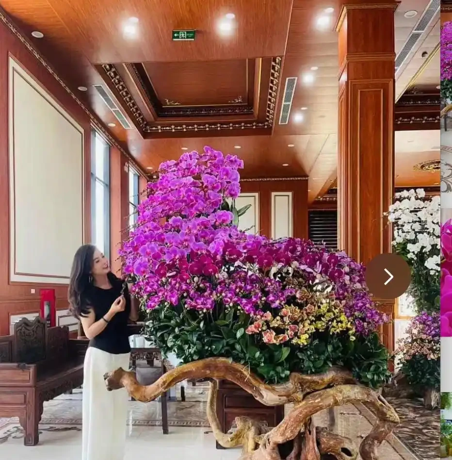 12種「陰性花」不喜暴曬,養在客廳,沒有陽光,長的最旺!