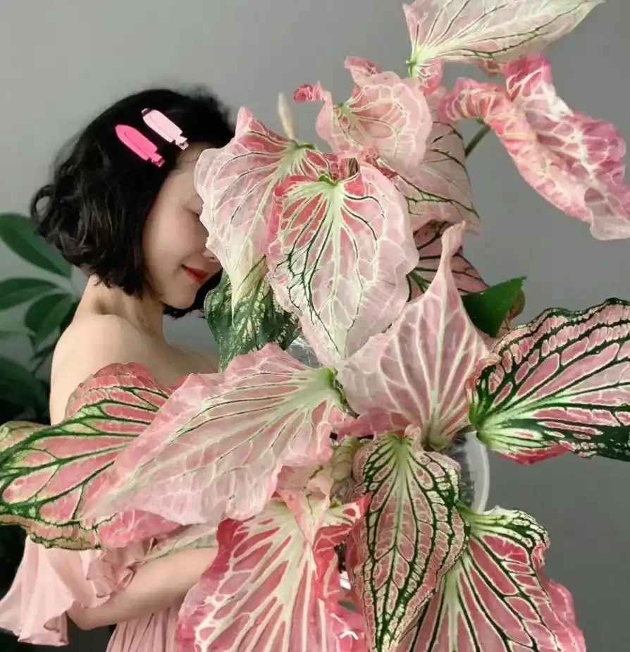 12種「陰性花」不喜暴曬,養在客廳,沒有陽光,長的最旺!