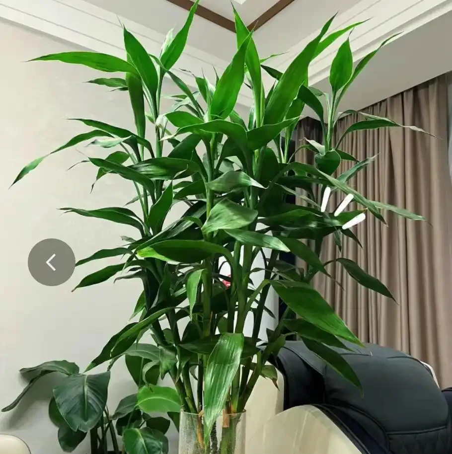 12種「陰性花」不喜暴曬,養在客廳,沒有陽光,長的最旺!