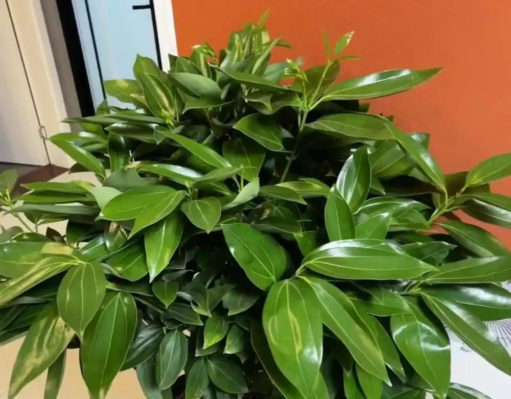 12種「陰性花」不喜暴曬,養在客廳,沒有陽光,長的最旺!