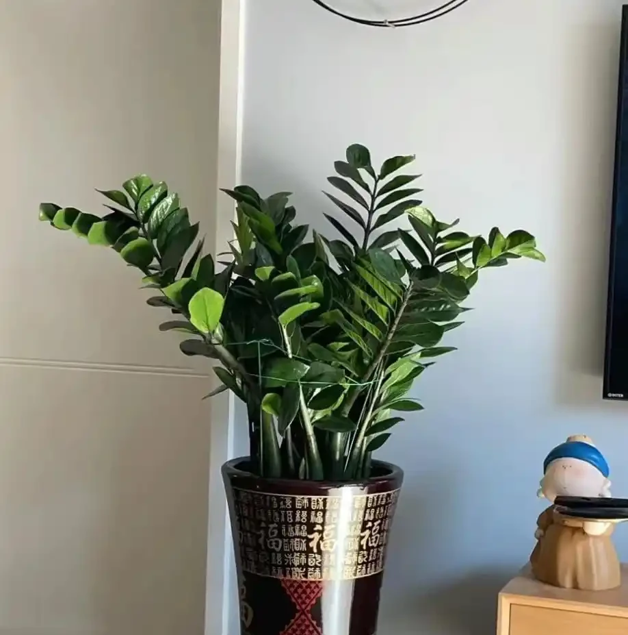12種「陰性花」不喜暴曬,養在客廳,沒有陽光,長的最旺!