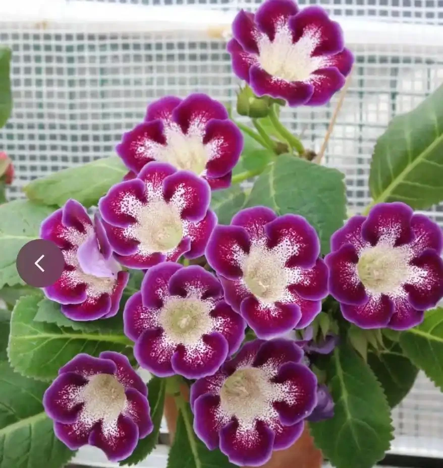 12種「陰性花」不喜暴曬,養在客廳,沒有陽光,長的最旺!