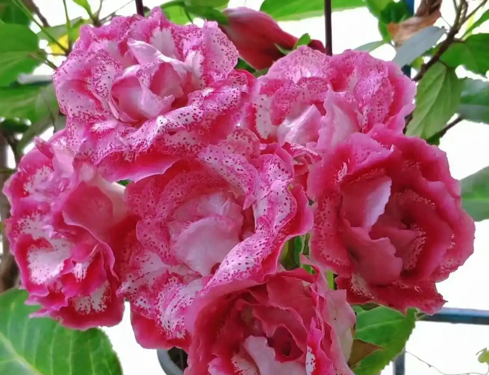 12種「陰性花」不喜暴曬,養在客廳,沒有陽光,長的最旺!