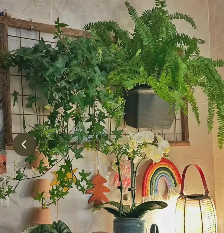 12種「陰性花」不喜暴曬,養在客廳,沒有陽光,長的最旺!