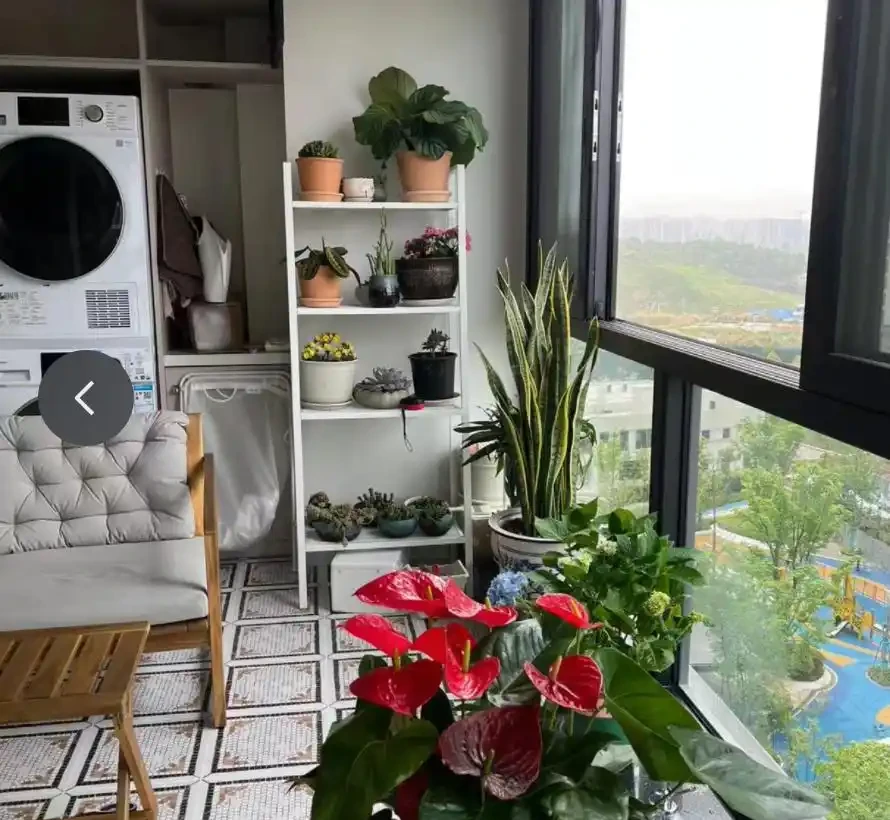 12種「陰性花」不喜暴曬,養在客廳,沒有陽光,長的最旺!