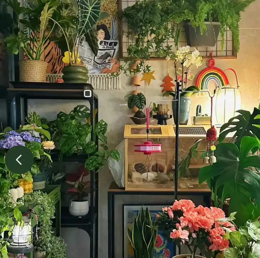 12種「陰性花」不喜暴曬,養在客廳,沒有陽光,長的最旺!