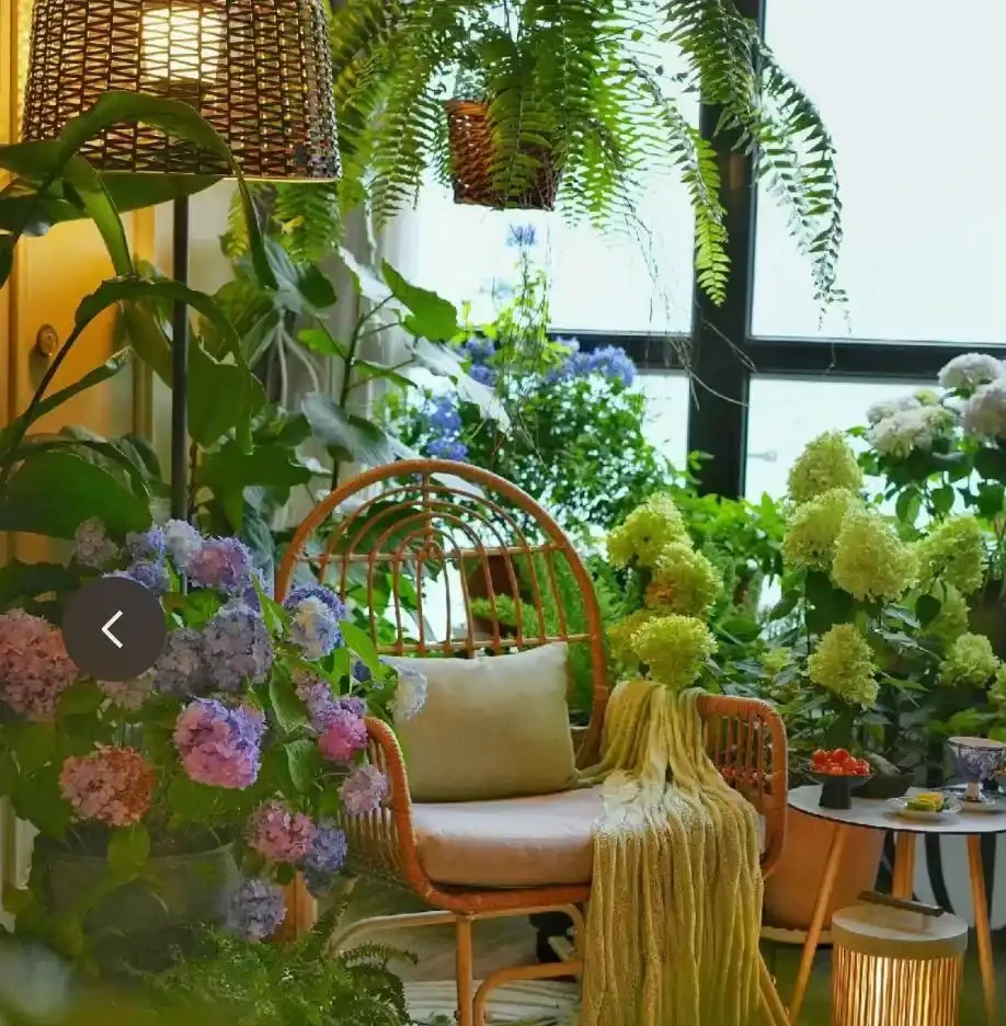 12種「陰性花」不喜暴曬,養在客廳,沒有陽光,長的最旺!