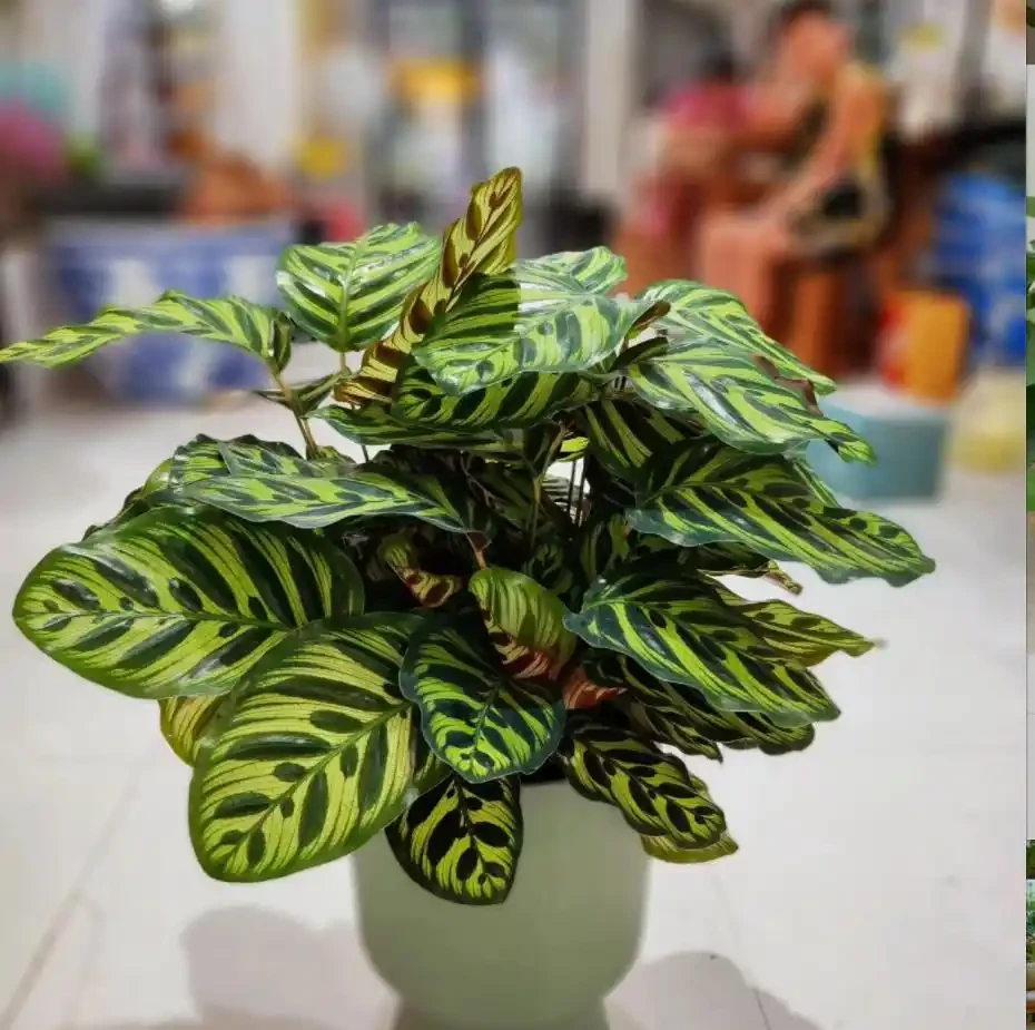 12種「陰性花」不喜暴曬,養在客廳,沒有陽光,長的最旺!