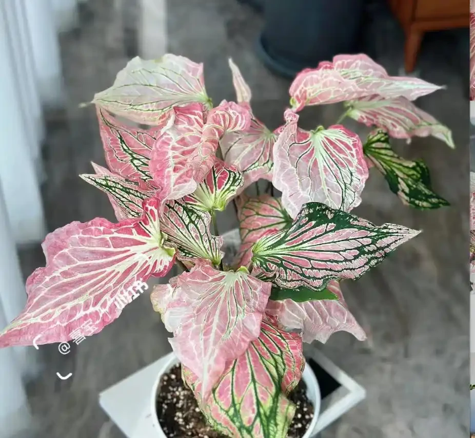 12種「陰性花」不喜暴曬,養在客廳,沒有陽光,長的最旺!