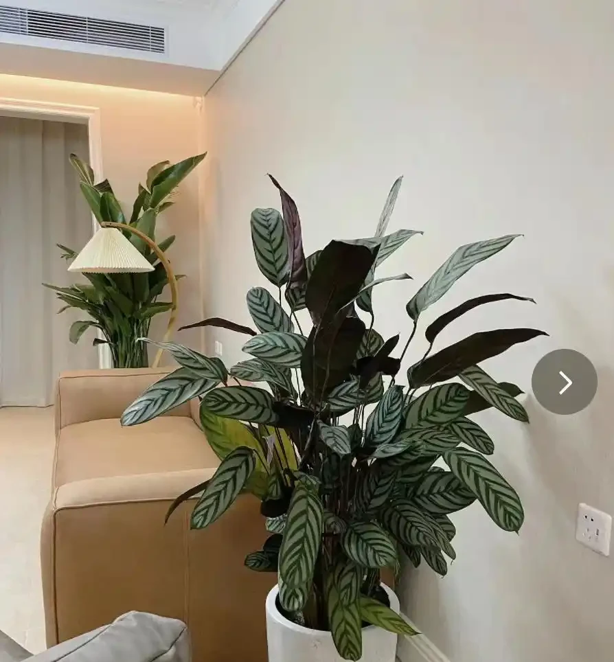 12種「陰性花」不喜暴曬,養在客廳,沒有陽光,長的最旺!