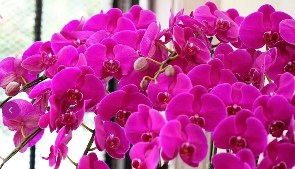 12種「陰性花」不喜暴曬,養在客廳,沒有陽光,長的最旺!