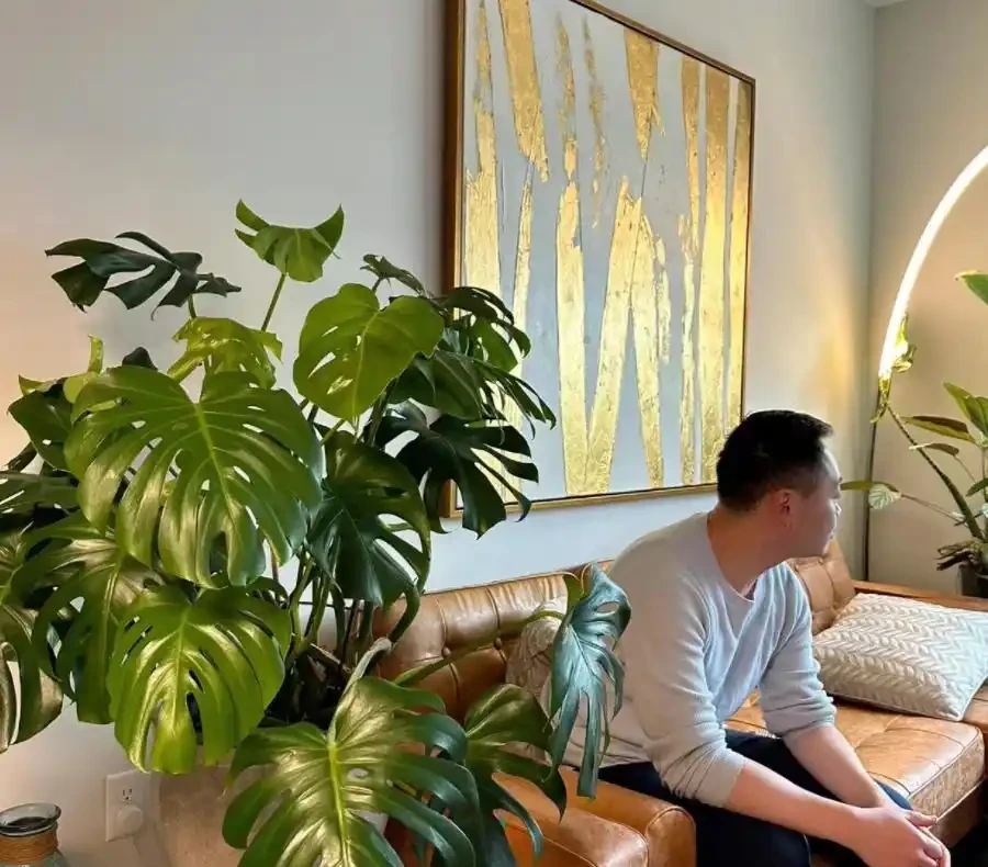 客廳養龜背芋，葉子槓槓大，又美又颯！