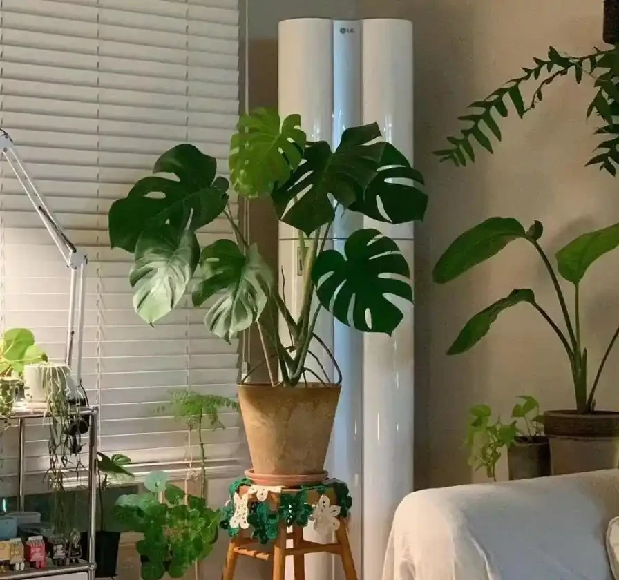 客廳養龜背芋，葉子槓槓大，又美又颯！