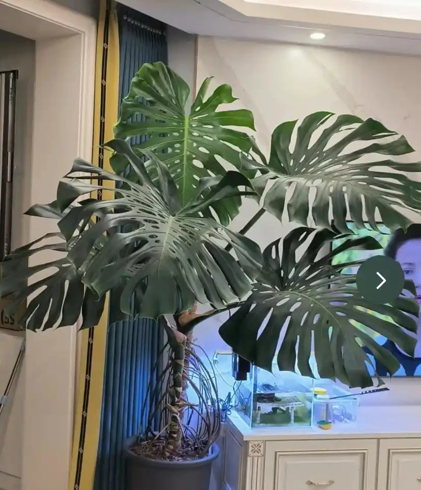 客廳養龜背芋，葉子槓槓大，又美又颯！