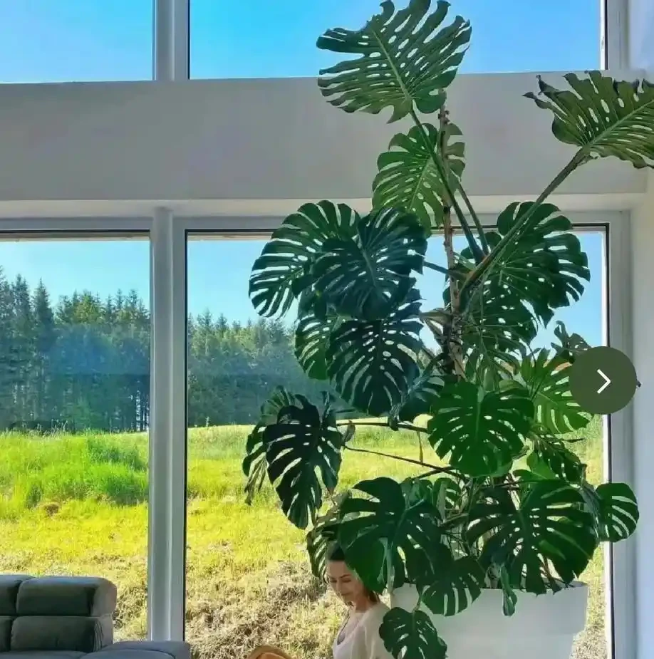 客廳養龜背芋，葉子槓槓大，又美又颯！