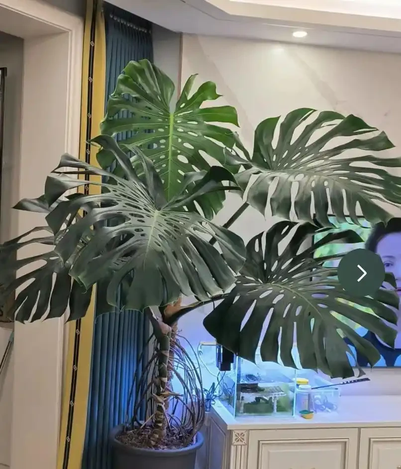 客廳養龜背芋，葉子槓槓大，又美又颯！