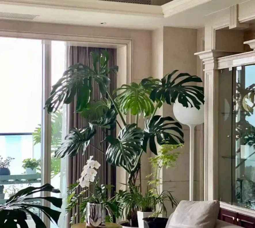 客廳養龜背芋，葉子槓槓大，又美又颯！