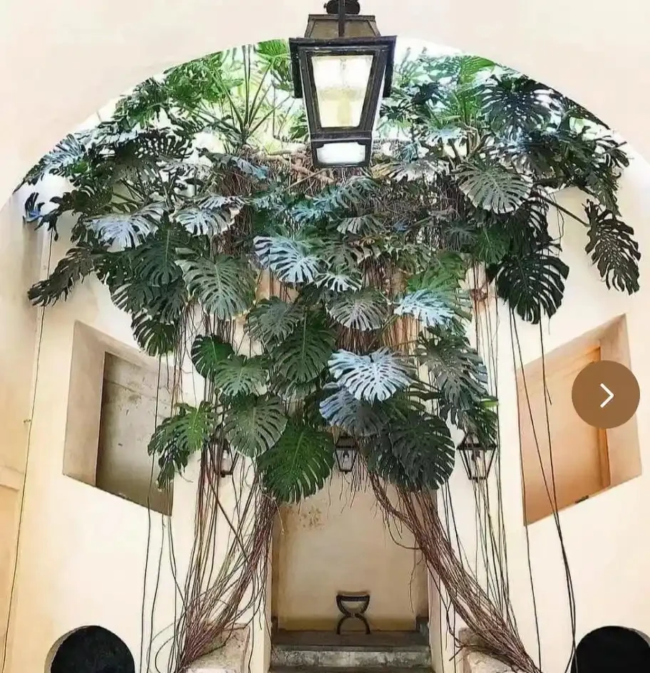 客廳養龜背芋，葉子槓槓大，又美又颯！