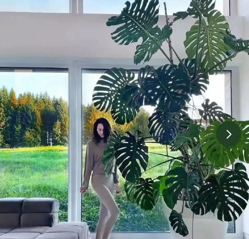 客廳養龜背芋，葉子槓槓大，又美又颯！