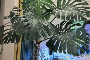 客廳養龜背芋，葉子槓槓大，又美又颯！