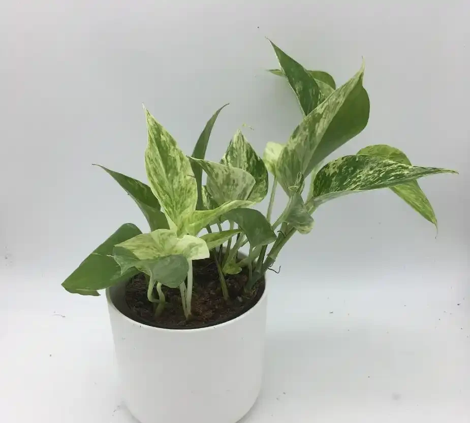 適度澆水