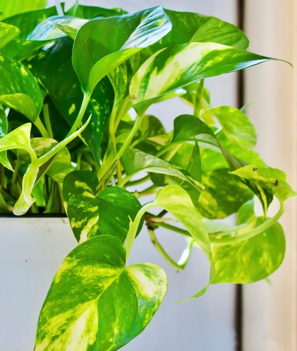 植株支撐