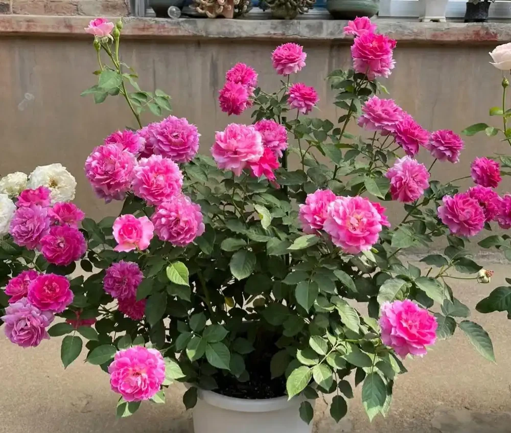 家養花100種,喜陽的60種,喜陰的40種,看看有沒有你喜歡的