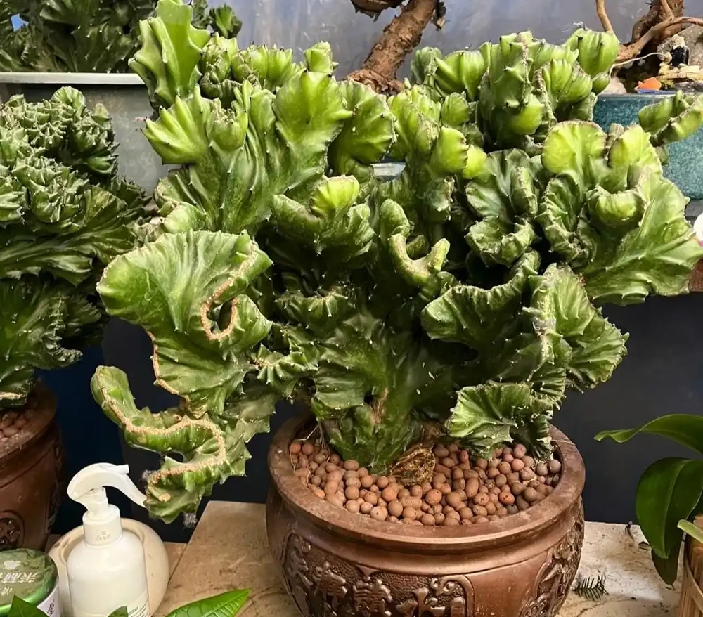 家養花100種,喜陽的60種,喜陰的40種,看看有沒有你喜歡的