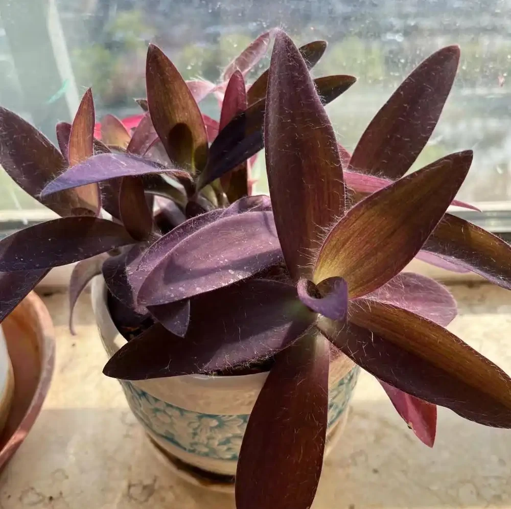 家養花100種,喜陽的60種,喜陰的40種,看看有沒有你喜歡的