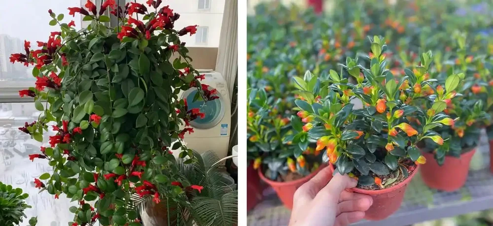 家養花100種,喜陽的60種,喜陰的40種,看看有沒有你喜歡的
