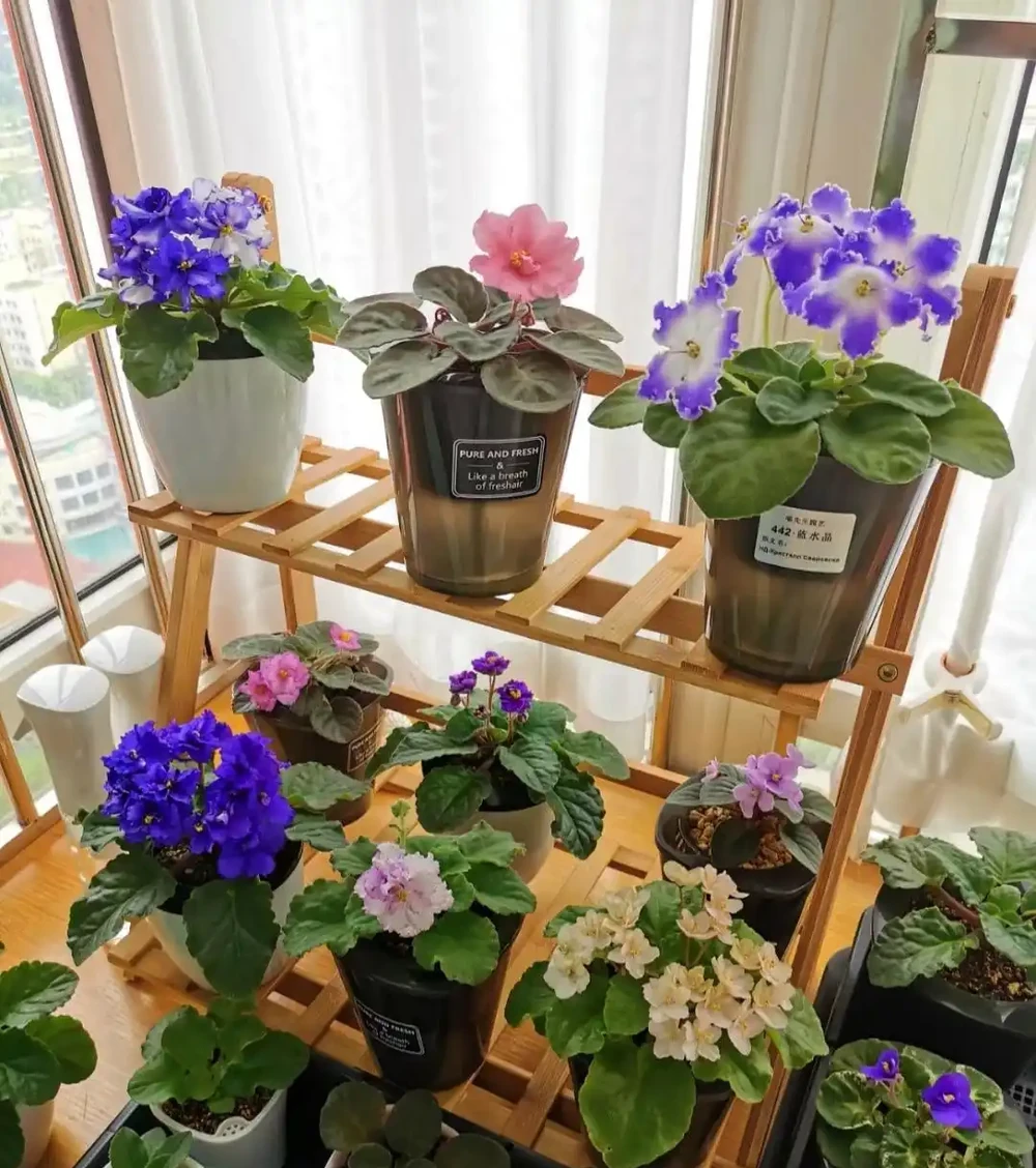 家養花100種,喜陽的60種,喜陰的40種,看看有沒有你喜歡的