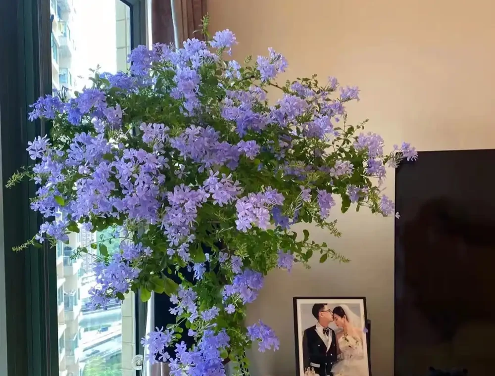 家養花100種,喜陽的60種,喜陰的40種,看看有沒有你喜歡的