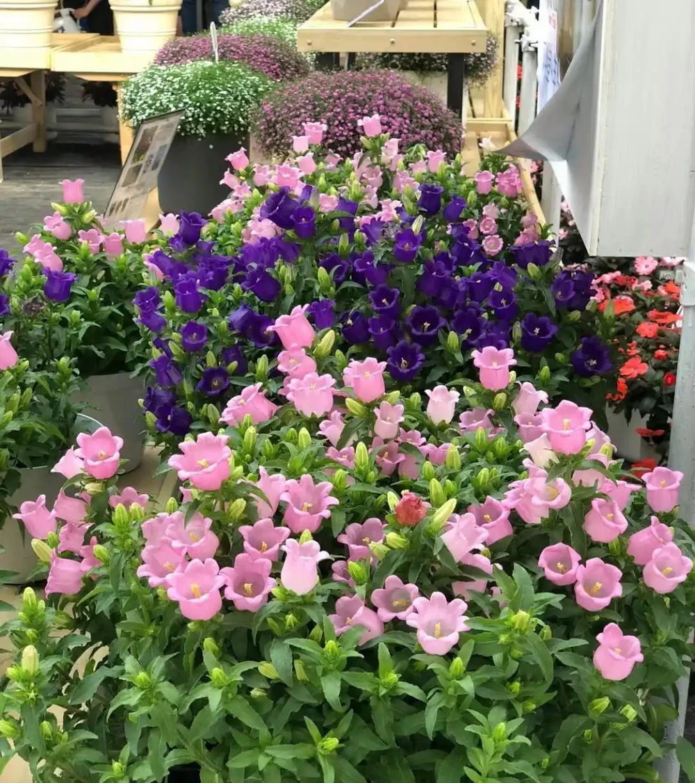 家養花100種,喜陽的60種,喜陰的40種,看看有沒有你喜歡的