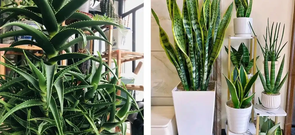 家養花100種,喜陽的60種,喜陰的40種,看看有沒有你喜歡的