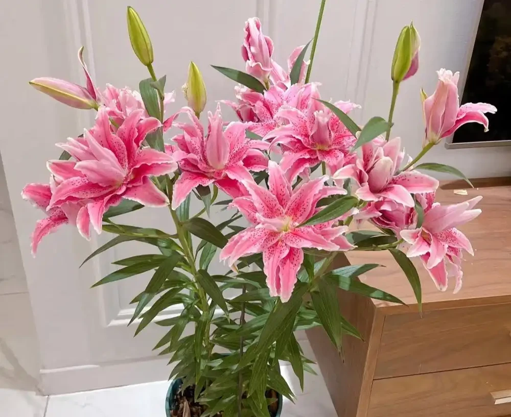 家養花100種,喜陽的60種,喜陰的40種,看看有沒有你喜歡的
