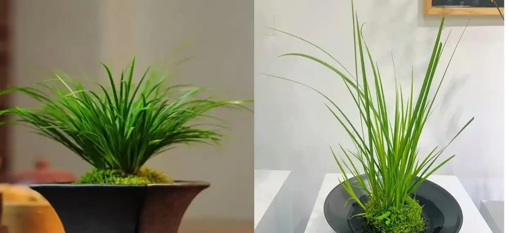 家養花100種,喜陽的60種,喜陰的40種,看看有沒有你喜歡的